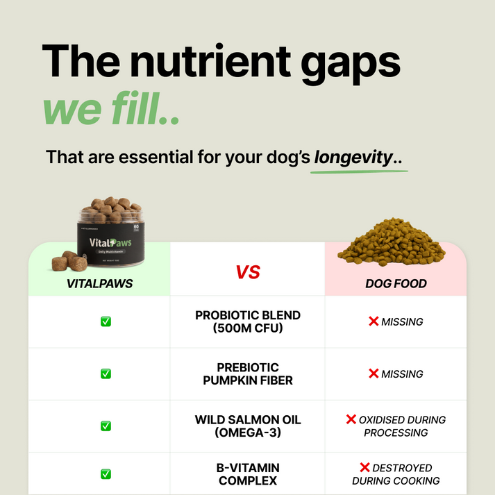 Daily Support Chews for Dogs