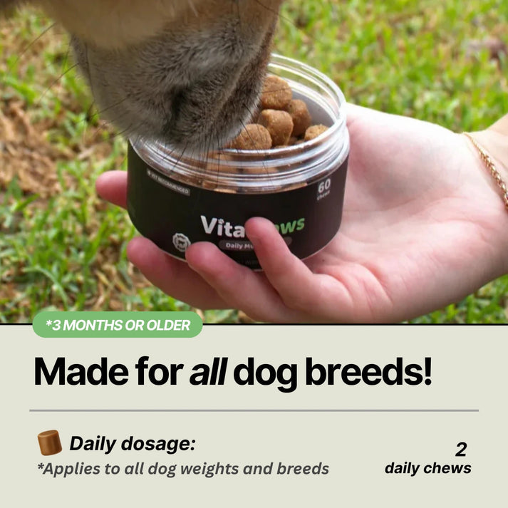 Daily Support Chews for Dogs