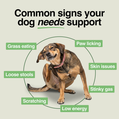 Daily Support Chews for Dogs