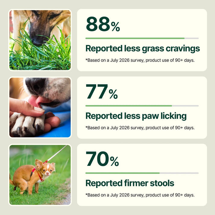Daily Support Chews for Dogs