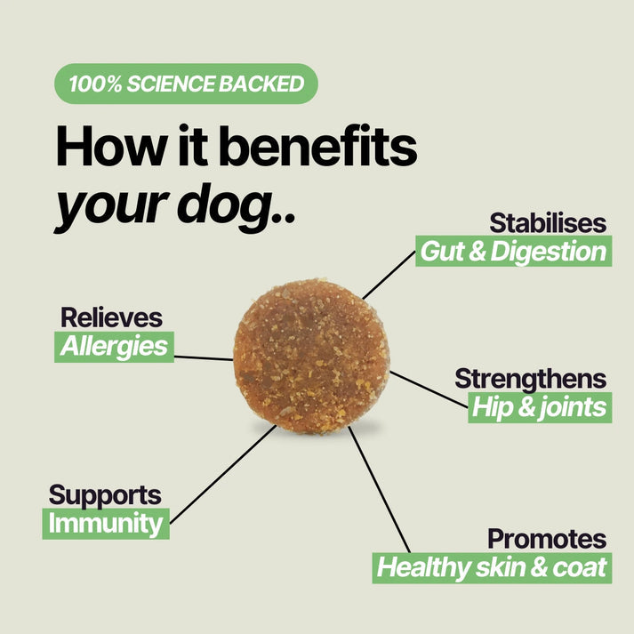 Daily Support Chews for Dogs