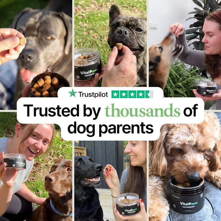 Daily Support Chews for Dogs